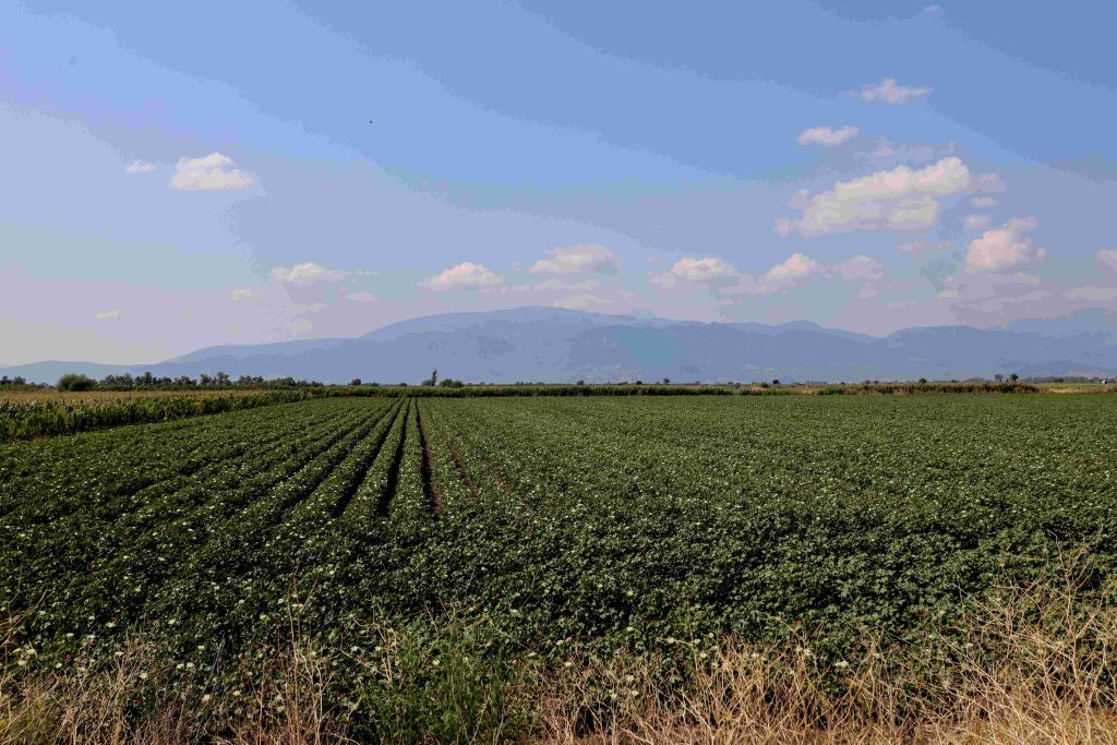 Αποζημιώσεις 18.3 εκ. ευρώ σε 8.480 δικαιούχους από τον ΕΛΓΑ