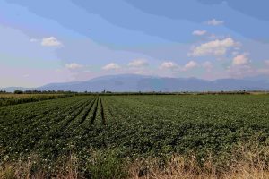 ΕΛΓΑ: Ποια προϋπόθεση πρέπει να πληρούν οι ασφαλισμένοι για να πάρουν αποζημίωση τον Απρίλιο