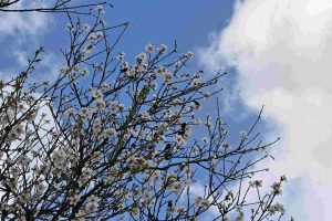 Με ηλιοφάνεια και βοριάδες το πέταγμα του χαρταετού – Αναλυτικά η πρόγνωση του καιρού