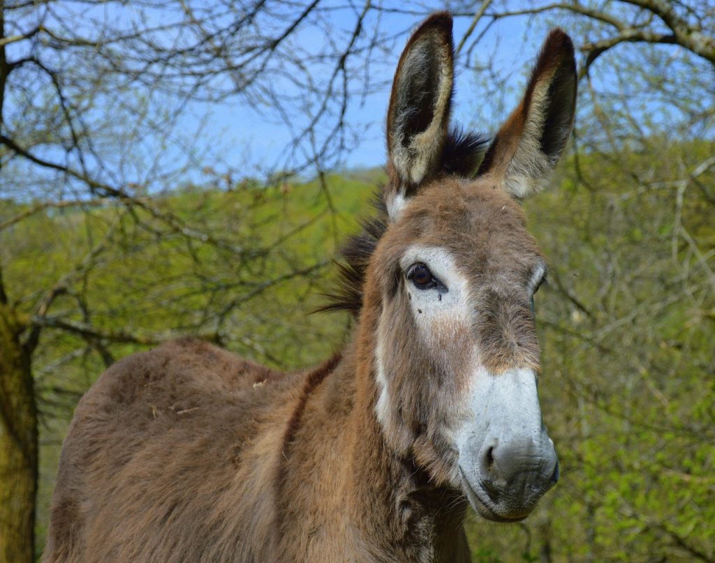 Ληστή με…γαϊδούρι έχετε ξαναδεί; Συνέβη στην Τουρκία! Viral ΒΙΝΤΕΟ