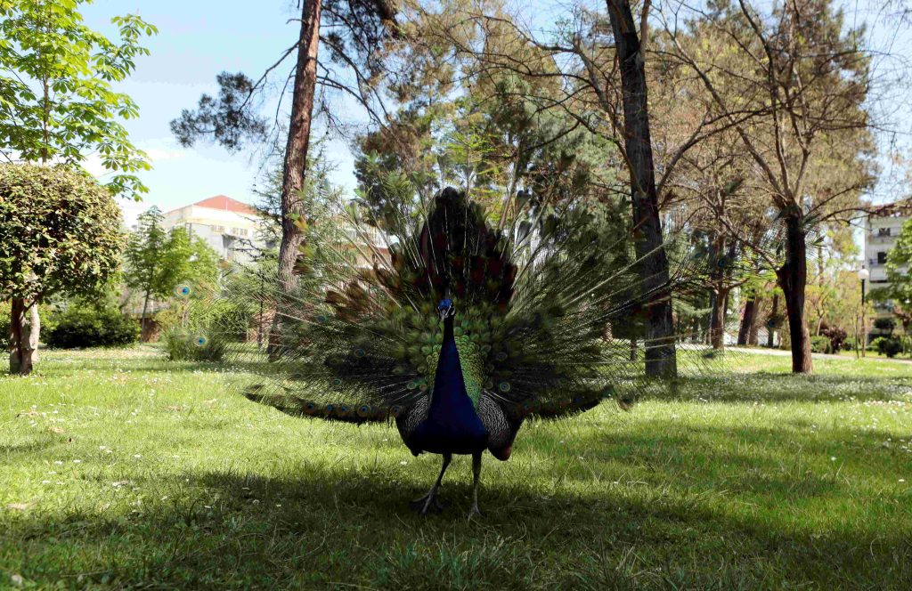 Καρδίτσα: Το πάρκο που αποτελεί διαχρονικό σήμα-κατατεθέν της πόλης