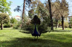 Καρδίτσα: Το πάρκο που αποτελεί διαχρονικό σήμα-κατατεθέν της πόλης