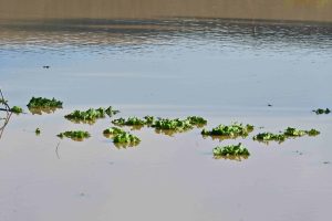 Βιβλική καταστροφή στον Αγιόκαμπο Λάρισας: Φούσκωσαν χείμαρροι, η θάλασσα βγήκε στη στεριά, vid)