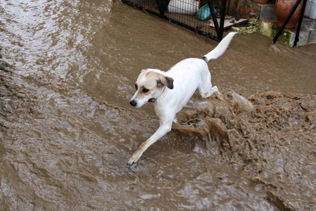 Η κακοκαιρία σαρώνει την Ηλεία – Μεγάλα προβλήματα σε σπίτια και καλλιέργειες από τις πλημμύρες