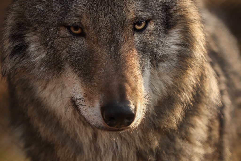 Λύκος επιτέθηκε σε περιπατητές στο Τατόι! Τι ανακοίνωσε ο δήμος Αχαρνών