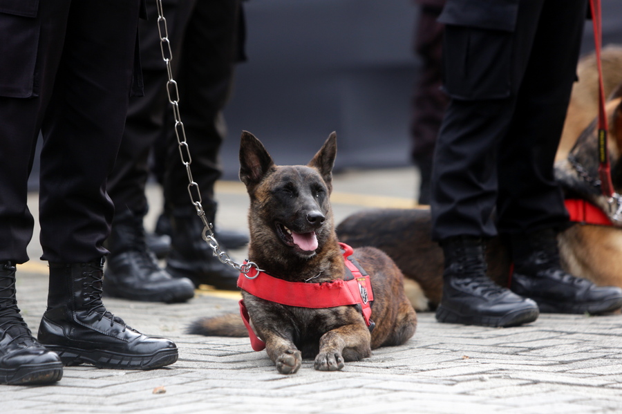 Viral ΒΙΝΤΕΟ: Σκύλος της ισπανικής αστυνομίας εκπαιδεύεται να κάνει…ΚΑΡΠΑ!