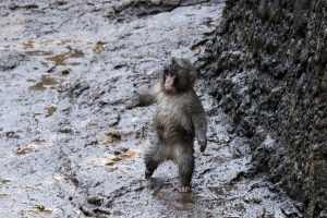 Punch: Η πιο viral μαϊμού του πλανήτη “χαιρετάει” τα πλήθη και “λιώνει” το ίντερνετ