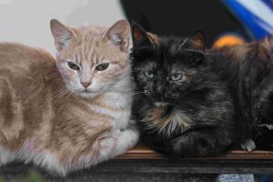 Σε αυτό το σπα στην Ιαπωνία μπορείτε να επιλέξετε ένα…μασάζ γάτας! ΒΙΝΤΕΟ