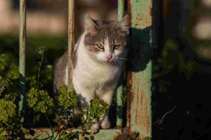 Σε ένα γατοκαφέ στην Πολωνία το ρομπότ-σερβιτόρος βρήκε …βοηθό! ΒΙΝΤΕΟ