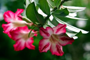 Κι όμως είναι αληθινά! Σπάνια ανθισμένα δέντρα δημιουργούν ένα εξωπραγματικό τοπίο, Vid