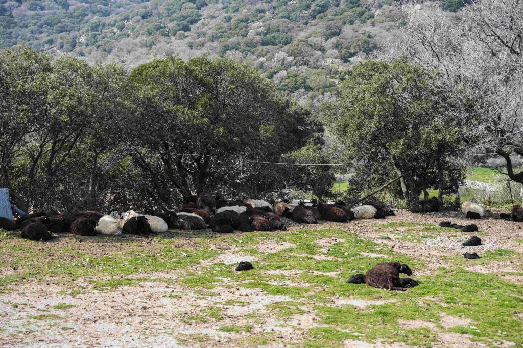 Άλλες 2 κτηνοτροφικές μονάδες στη Λέσβο με ζώα με αφθώδη πυρετό επιβεβαιώθηκαν σήμερα εργαστηριακά