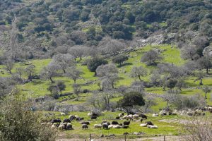Μυτιλήνη: Δεύτερο κρούσμα αφθώδους πυρετού σε κτηνοτροφική μονάδα στην Πελόπη