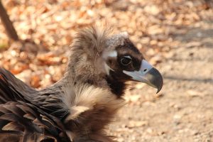 Έβρος: Εννέα μαυρόγυπες νεκροί σε σύνολο 12 δηλητηριασμένων στη Δαδιά