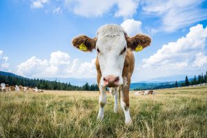 Απίστευτο κι όμως αληθινό: Κάτι που βρίσκεται μέσα σε αγελάδες είναι πιο ακριβό από τον χρυσό