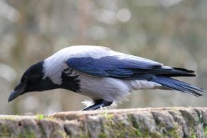 Το πιο κακομαθημένο κοράκι του internet! Η viral αντίδρασή του όταν… σταμάτησε το βούρτσισμα (Vid)