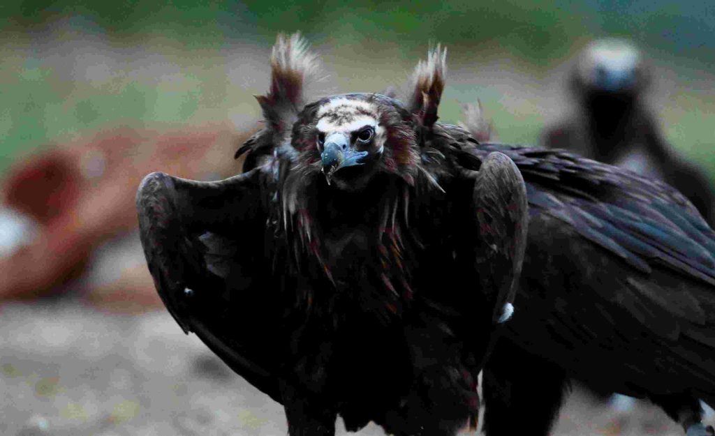 Ποιοι σκοτώνουν την πανίδα στον Γράμμο και την Δαδιά του Έβρου;