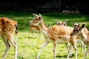 Τρία ελάφια επιπλέουν στον ποταμό Ντιτρόιτ πάνω στον πάγο σε viral βίντεο!