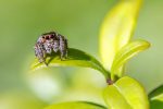 jumping spider