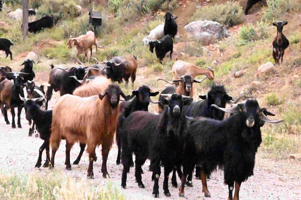 Συνεχίζονται οι περιορισμοί: Κτηνοτρόφος βόσκησε τα αιγοπρόβατά του εκτός ποιμνιοστασίου και συνελήφθη