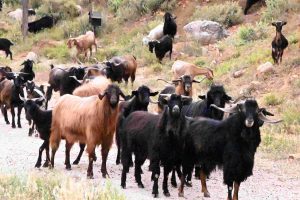 Συνεχίζονται οι περιορισμοί: Κτηνοτρόφος βόσκησε τα αιγοπρόβατά του εκτός ποιμνιοστασίου και συνελήφθη