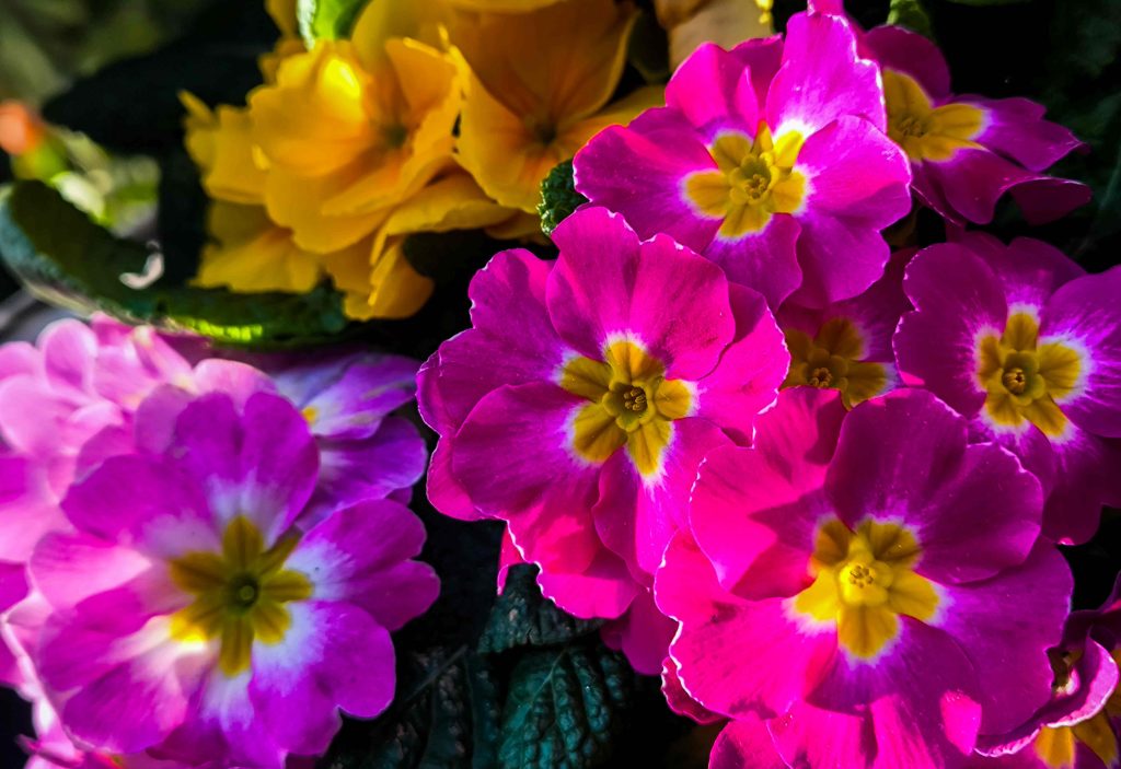 Ποιοι γιορτάζουν σήμερα 8 Μαρτίου