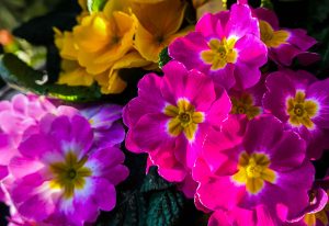 Ποιοι γιορτάζουν σήμερα 8 Μαρτίου