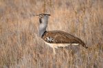 indian bustard ptino