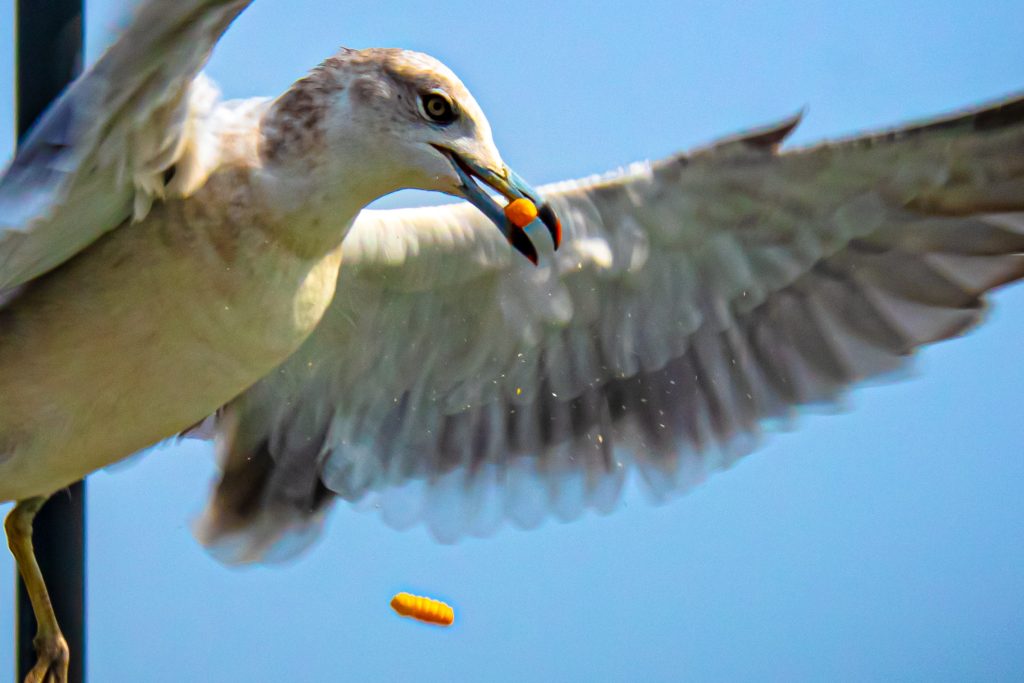 ΗΠΑ: Πατέρας αποκεφάλισε γλάρο για μια τηγανητή πατάτα και καταδικάστηκε σε 8 μήνες φυλάκιση