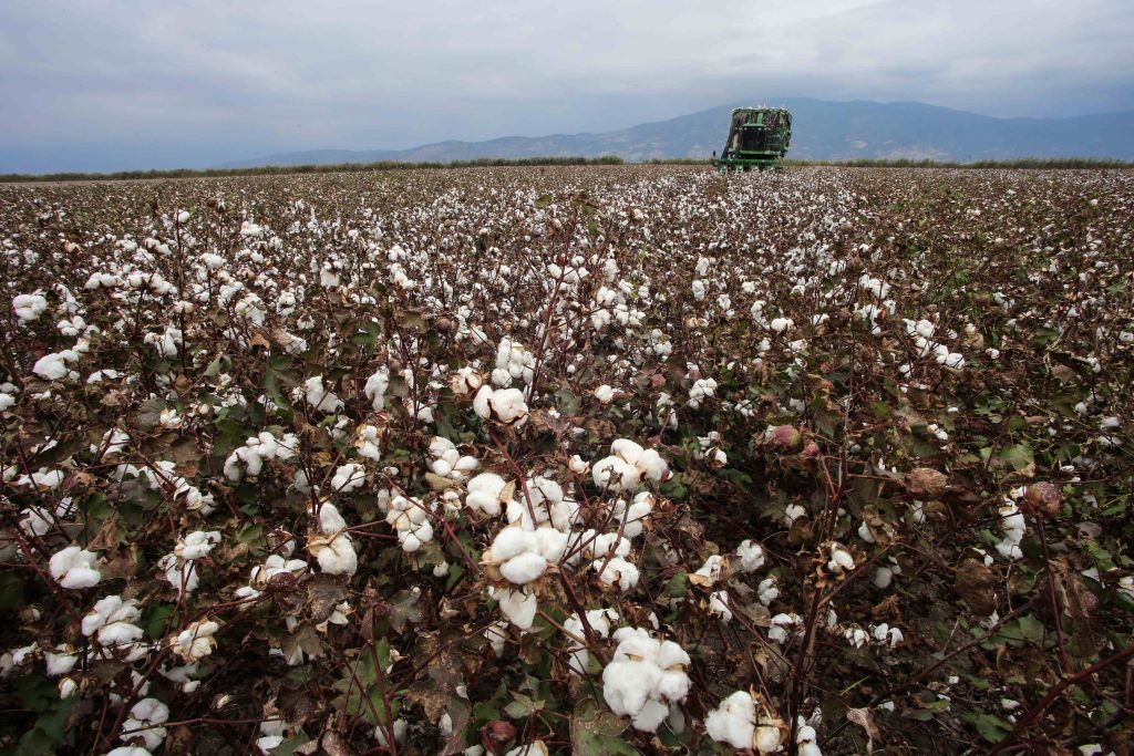 Η επόμενη μέρα του ελληνικού βαμβακιού – Ποιότητα, εξωστρέφεια και βιωσιμότητα για έναν στρατηγικό κλάδο
