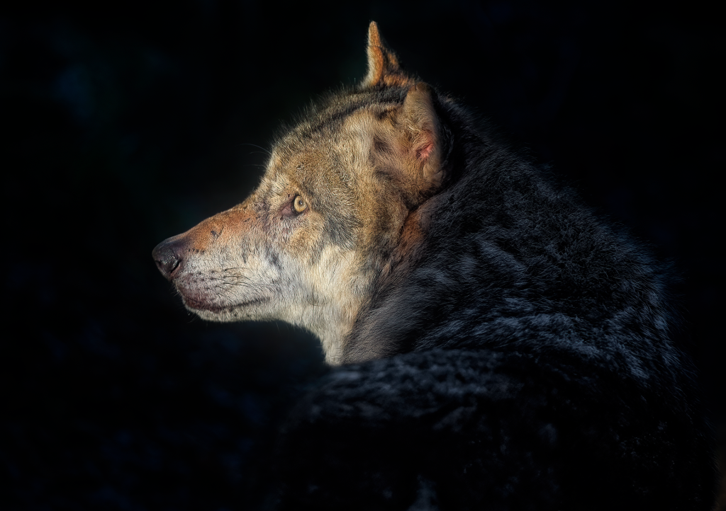 Λύκαινα έπεσε σε τεχνητό κανάλι στην Ιταλία – Επενέβη η Πυροσβεστική, Vid