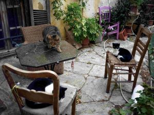 Σε αυτό το μέρος στην Κίνα περπατάς ανάμεσα σε εκατοντάδες γάτες! ΒΙΝΤΕΟ