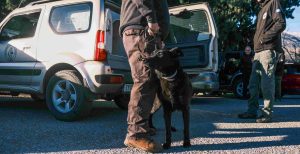 ΒΙΝΤΕΟ: Αστυνομικός σκύλος «ξετρύπωσε» πάνω από 1 κιλό κοκαΐνης σε πορτ μπαγκάζ αυτοκινήτου στη Θεσσαλονίκη