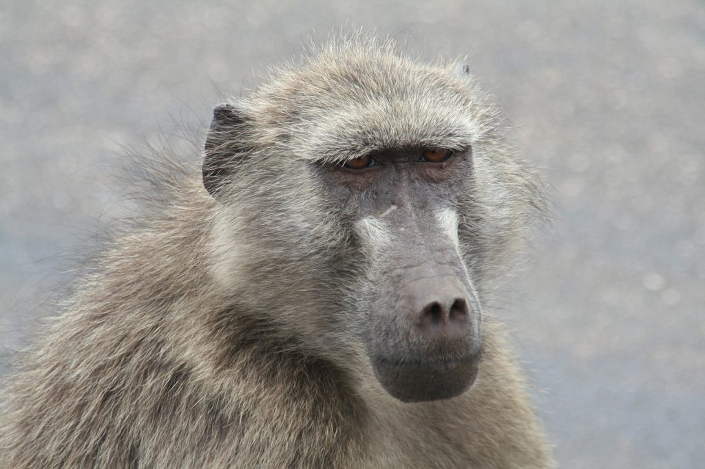 Σαν κωμική ταινία! Γυναίκα κυνηγάει μπαμπουίνο που της έκλεψε μπανάνα μέσα απ’το σπίτι, vid