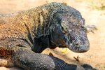 comodo dragon