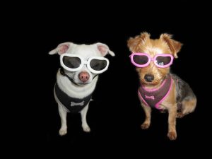 Και στο Ντουμπάι, φεστιβάλ σκύλων σαν να μην συμβαίνει τίποτα