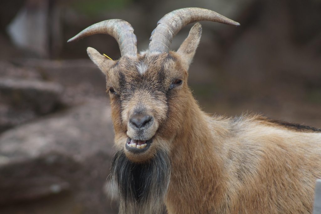 Η ευφάνταστη τεχνική ενός σερίφη στις ΗΠΑ για να μαντρώσει κατσίκια – δραπέτες (Vid)