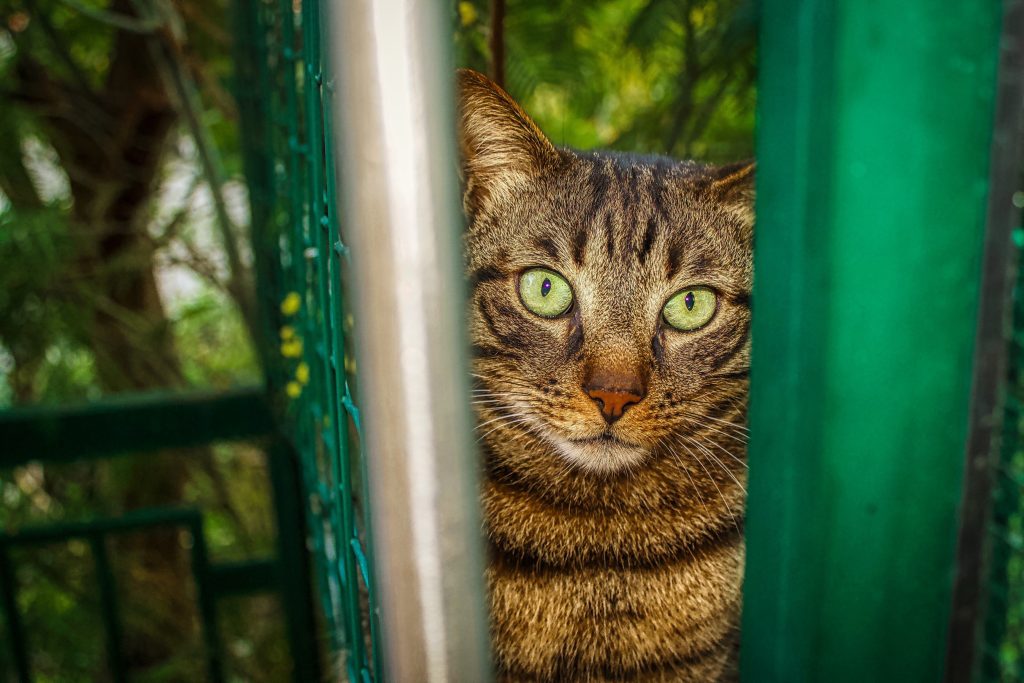Μέχρι κι εκεί εμφανίστηκε γάτα στην Κωνσταντινούπολη! (Vid)