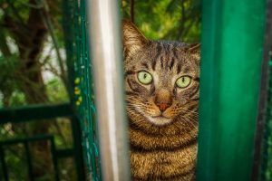 Μέχρι κι εκεί εμφανίστηκε γάτα στην Κωνσταντινούπολη! (Vid)