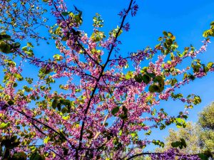 Καιρός: Μικρή άνοδος θερμοκρασίας και λιακάδα σήμερα Κυριακή της Λαμπρής – Πού θα βρέξει