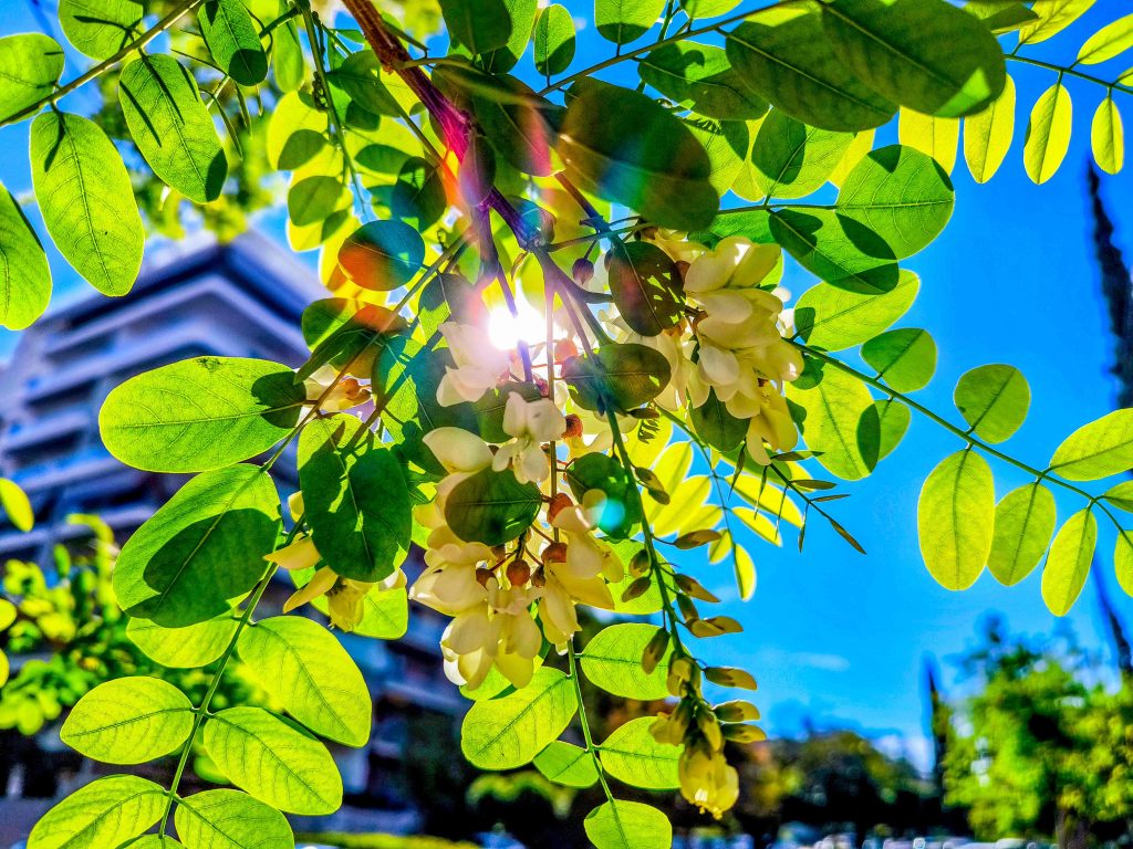 Καιρός σήμερα: Συνεχίζεται ο ανοιξιάτικος καιρός με λιακάδα και 26άρια