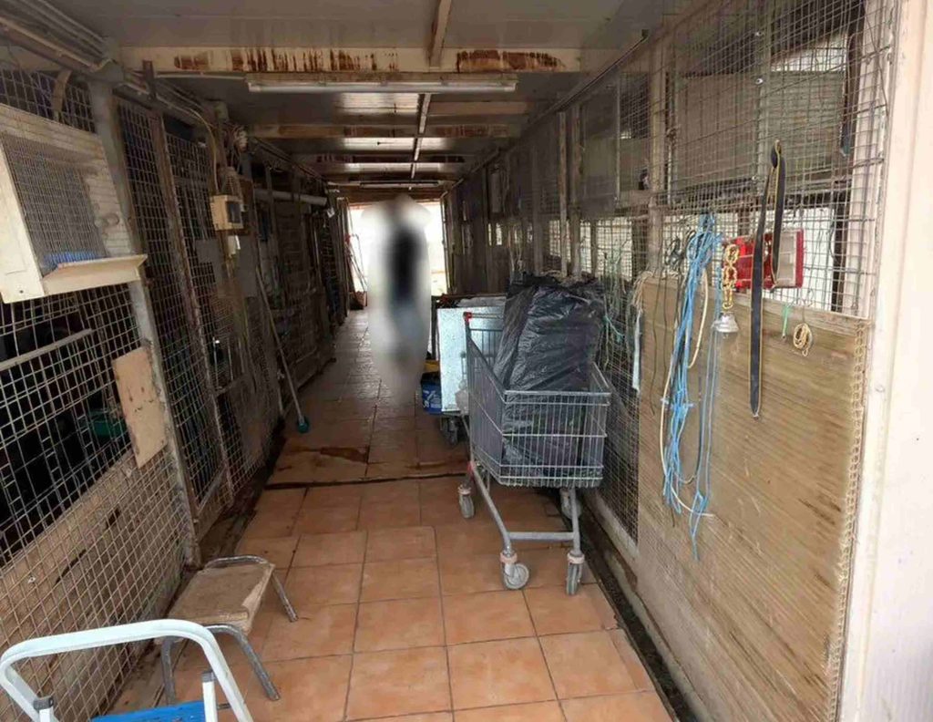 Δικογραφία για παράνομη εκτροφή ζώων σε ταράτσα στους Αμπελόκηπους – Είχαν κατσίκες, πάπιες και κότες