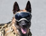Service dog