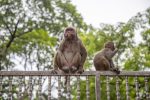 The wild rhesus macaque monkey in Old Dhaka