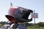 A chinook salmon