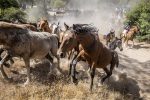 horses