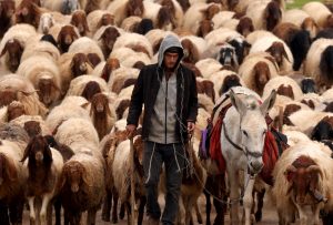 Παγκόσμιο viral έγινε Κινέζος: Έβαλε αγγελία για βοσκούς και…δείτε τι συνέβη!