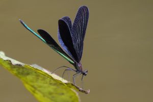 Ήρθαν τα Flapper Drones…σε σχήμα λιβελούλας με φτερά! ΒΙΝΤΕΟ