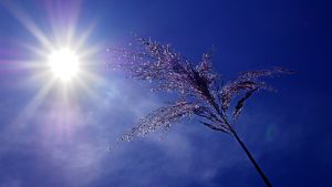 Ασυνήθιστο για την εποχή κύμα καύσωνα πλήττει τη Γαλλία – Σε πορτοκαλί συναγερμό περιοχές της χώρας