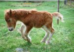 pony