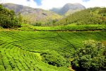 tea fyteies